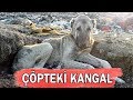 BÜTÜN HAYATINI Çöplükte Geçiren KANGALI BİR KADIN GÖRÜNCE