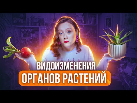 ВИДОИЗМЕНЕНИЯ ОРГАНОВ РАСТЕНИЙ | Вегетативные органы растений | ЕГЭ-2024 по биологии