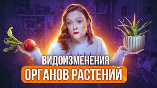 ВИДОИЗМЕНЕНИЯ ОРГАНОВ РАСТЕНИЙ | Вегетативные органы растений | ЕГЭ-2024 по биологии