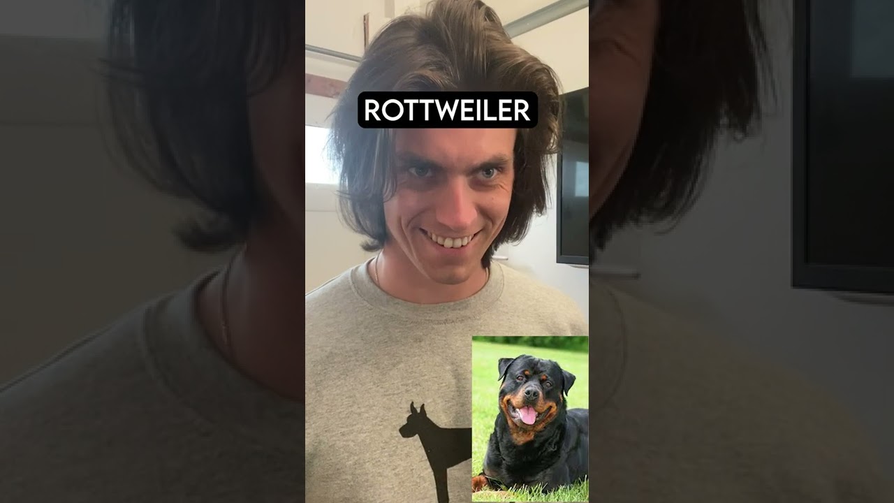 ⁣How Dog Breeds React to Robbers Part 2 (With Pictures)