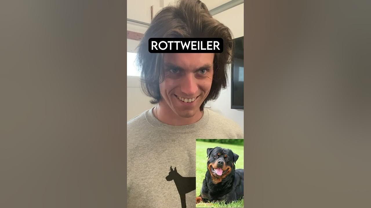 How Dog Breeds React to Robbers Part 2 (With Pictures) YouTube