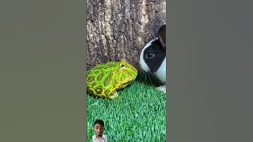 #funny #cute #frog #animals #pets #animal #meme #frogs #rabbit