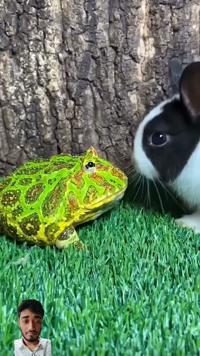 #funny #cute #frog #animals #pets #animal #meme #frogs #rabbit
