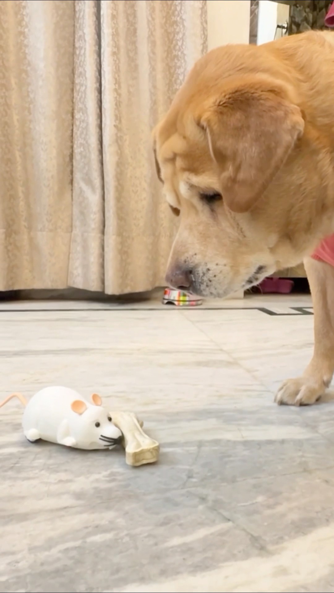 Fake mouse prank on leo? #shorts | Anant Rastogi