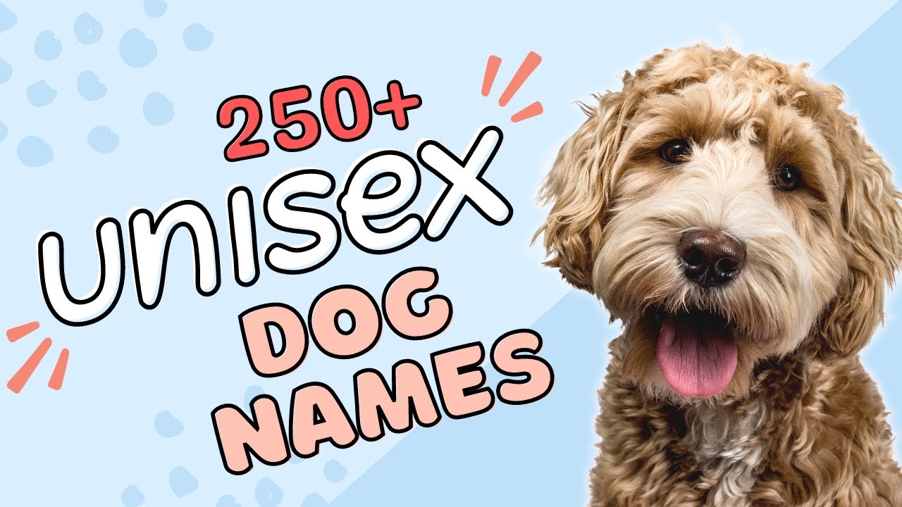 250+ Unisex Dog Names You've Never Heard Before!😯 Boy and Girl Dog