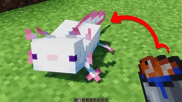 How To Tame Axolotls In Minecraft 1.17 (Caves and Cliffs Update)