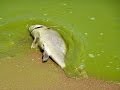 Battling the Bloom: Lake Erie