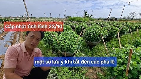 Cập nhật tình hình cúc pha lê chậu 55 70 anh em thấy nó phát triển như thế này có được chưa