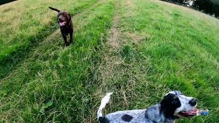 Happy dog Chocky, Timmy and dog frisbee 4k time wraps