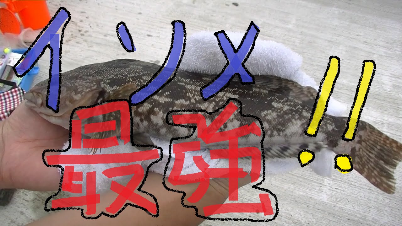 海釣り 青イソメでブッ混み釣りしたら意外 な大物が Youtube 海釣り 青イソメでブッ混み釣りしたら意外 な大物が Youtube