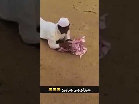 خطير شوف كيف صاد الجربوع