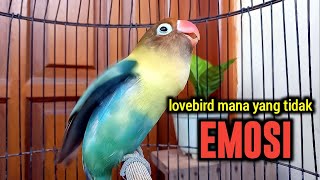 LOVEBIRD FIGHTER NGEKEK PANJANG, PANCINGAN LOVEBIRD AGAR CEPAT NGEKEK, BARU KOEK LANGSUNG NYAUT