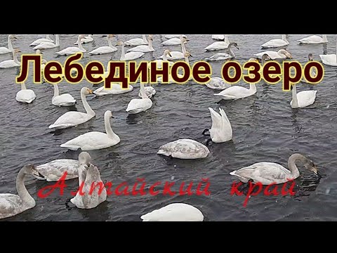 Алтай, Лебединое озеро. Озеро Светлое