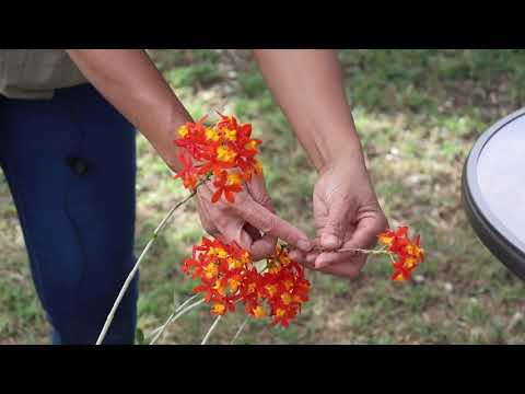 Video: Growing Epidendrum Orchids - How To Care For Epidendrums