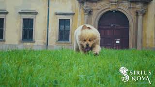 Tibetan mastiff puppies enjoying a walk by Sirius Nova 1,739 views 4 years ago 16 seconds