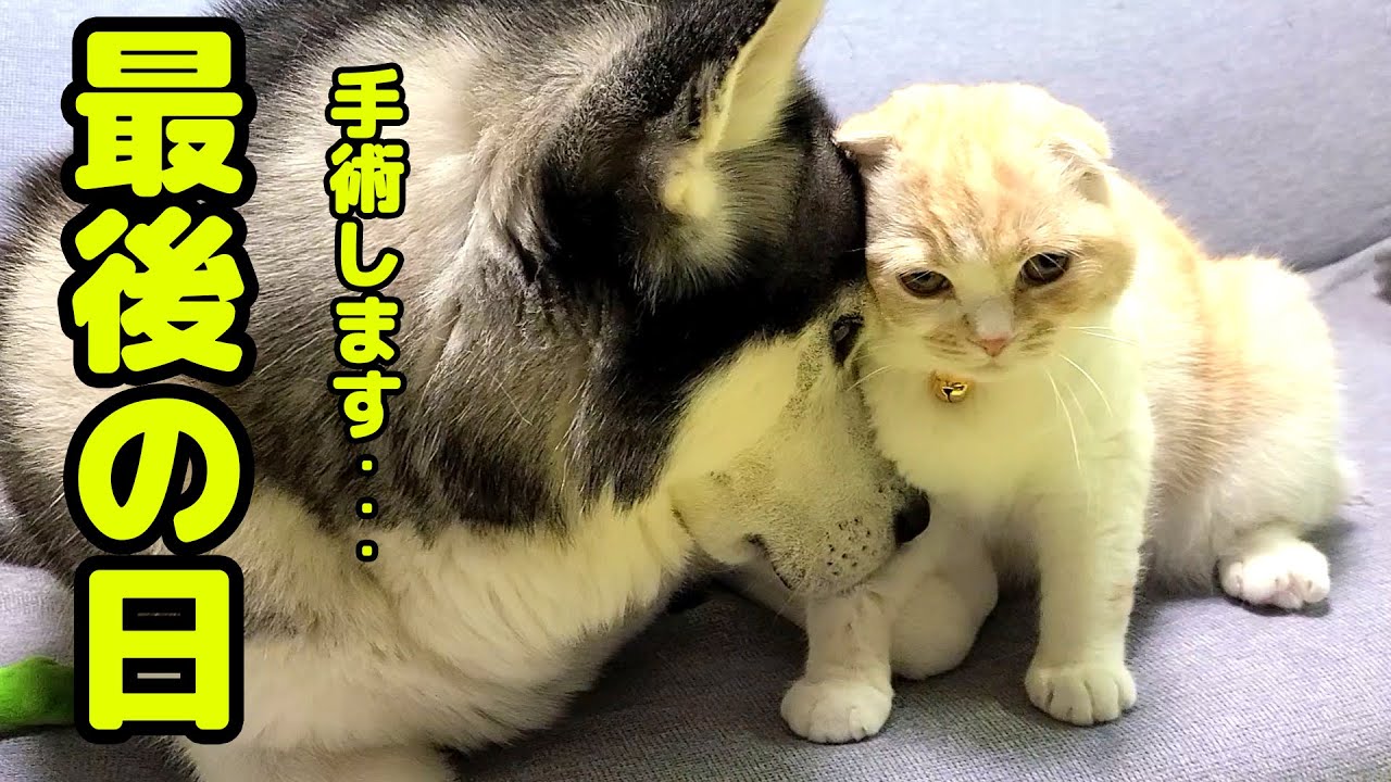 去勢手術後初めてハスキー犬に会い涙を流し喜ぶ子猫に胸が締め付けられました Youtube