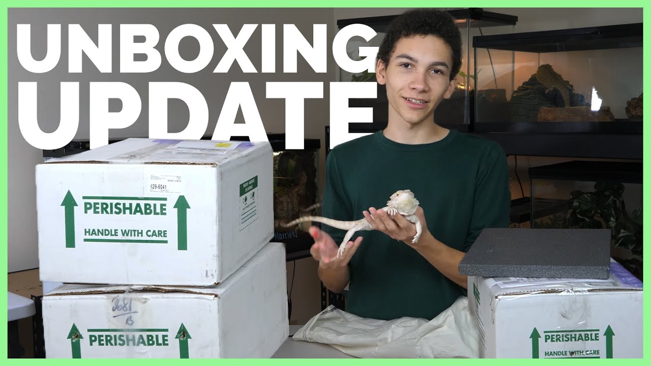 What Happened to All the Reptiles I Unboxed? - YouTube