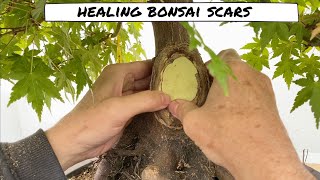 Healing Bonsai Scars - Tree wound occlusion