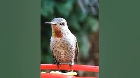 Hummingbird feeding out my kitchen window in slow motion