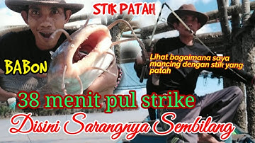 Mancing sembilang babon di Spot mancing sembilang paling ganas Joran pancing ku sampai patah