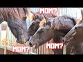 How do the fillies react to their mothers? Friesian Horses