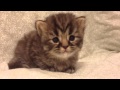 Micro Teacup Persian Kittens