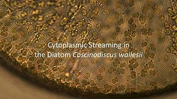 Cytoplasmic Streaming in the Diatom Coscinodiscus wailesii