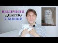 КАК ВЫЛЕЧИТЬ ПОНОС У КОШКИ (наш опыт) / Чем кормить котенка при поносе / Диарея у кота