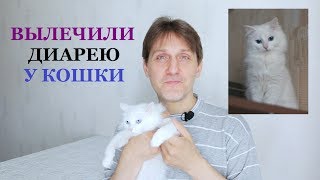 КАК ВЫЛЕЧИТЬ ПОНОС У КОШКИ / Чем кормить котенка при поносе / Диарея у кота / Корм для кошек SAVARRA