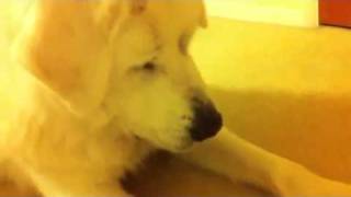 Panda the great Pyrenees bug killer 超级可爱的大白熊猫杀虫高手 by Kit Lau 214 views 12 years ago 3 minutes, 23 seconds