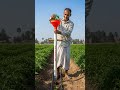🚜 किसान का देसी जुगाड़ प्लांटिंग टूल – बिना झुके तेज़ खेती! 🌱