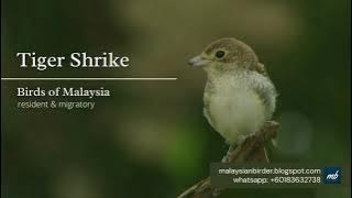 Birding in Malaysia by malaysianbirder - Tiger Shrike (Lanius tigrinus)