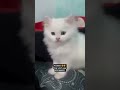 persian cat sale in india #allahabad #ayodhya #pratapgarh #pryagraj #allahabad #hardoi #banaras