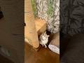 キャットタワーを駆け上がる元野良猫くう！最後は獲物を…ポイッ🐈💨🐭 #cat #shorts #diy