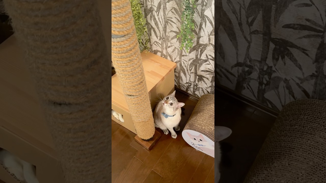 キャットタワーを駆け上がる元野良猫くう！最後は獲物を…ポイッ🐈💨🐭 #cat #shorts #diy