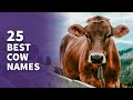 25 best cow names popular male  female ideas