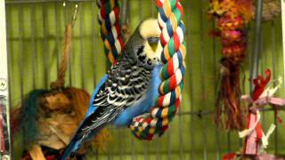 English Budgie Talking and Singing to Himself