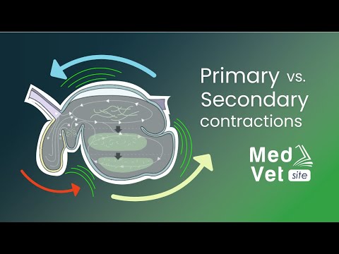 Video: De ce este importantă motilitatea ruminală?