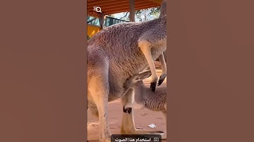 هذا خلق الله 🤩 قران كريم #اكسبلور #الهلال #الاتحاد #الاهلي #النصر #اهميه #رونالدو بندريتا #محمد