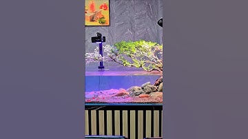 Đây không còn là một bể cá nữa mà bạn đã mang cả dòng suối, cây ven rừng vào nhà | Setup Bể đá cuội