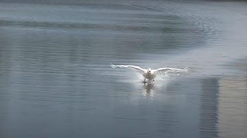 Swans run on the surface of the water 4K video