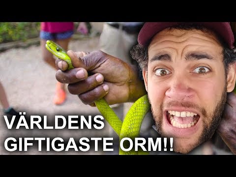 VÄRLDENS GIFTIGASTE ORM RYMMER - Wildkids | VLOGG