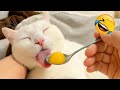 このヤバいペットたちに笑いが止まらないこと間違いなし!😂