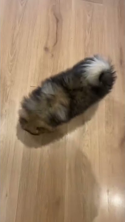 Dog porn full hd
