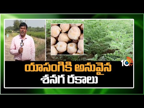 యాసంగికి అనువైన శనగ రకాలు | Ground nut Cultivation | Matti Manishi | 10TV - 10TVNEWSTELUGU