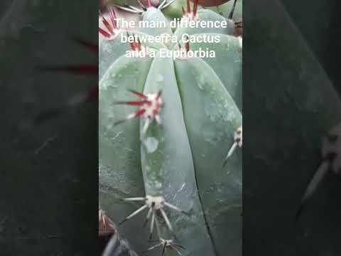 Video: Cactus Vs. Sukulent - identifikacija kaktusa i sukulenata