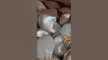 Nautilus shells 🪸🐚#unique #shells #nautilus #decoration