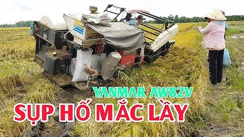 Cận Cảnh Máy Cắt Yanmar AW82V SỤP HỐ Bị Mắc Lầy, Kubota Dc95 Giải Cứu, Combine Harvester, LADY791