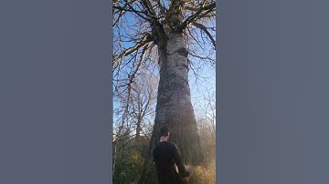climbing Arborist removing a tree in a tight spot