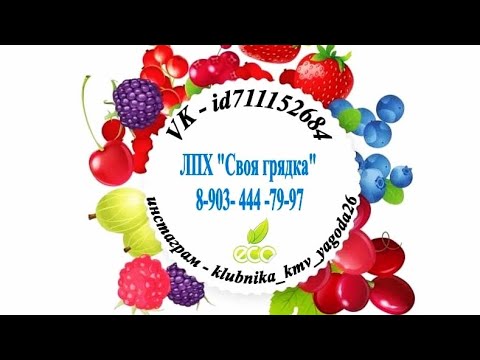 вторая подкормка и